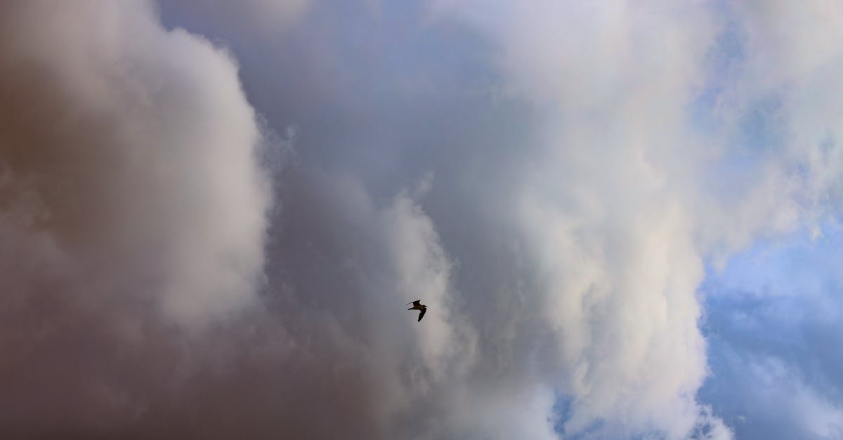 Swan Island, Birmingham